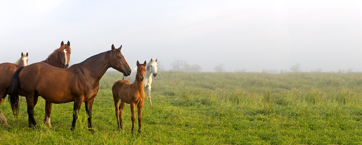 Horse & Pony Insurance